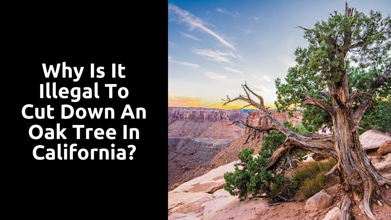 Why is it illegal to cut down an oak tree in California?